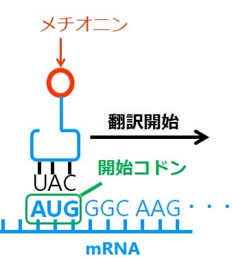 開始コドンにｔRNAが結合する図