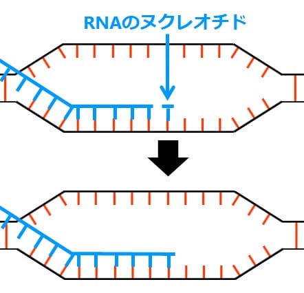 RNAのヌクレオチド１つが結合し、その後、隣と結合