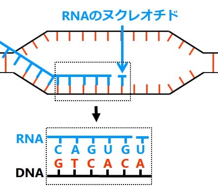 左からＧＴＣＡＣＡというＤＮＡの配列に対して、ＲＮＡの配列はＣＡＧＵＧＵとなっている。