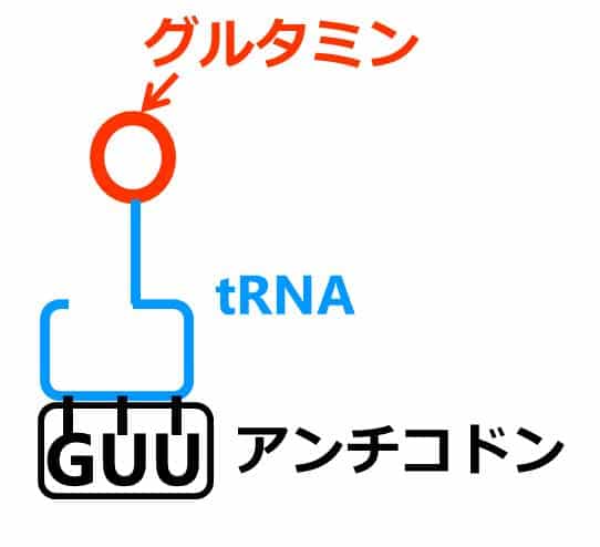 GUUというアンチコドンをもつｔRNAの図
