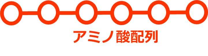 アミノ酸を〇で描いたアミノ酸配列
