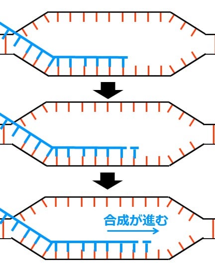 ＲＮＡヌクレオチドが１こ結合し、となりとつながるとい仕組みが２回繰り返されている図