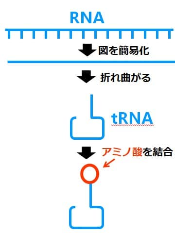 ｔRNAがアミノ酸を１つ結合している図