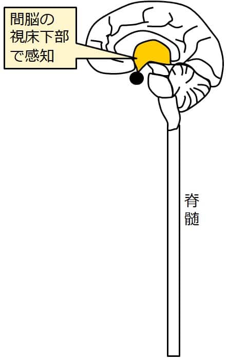 間脳視床下部の部位を示した図