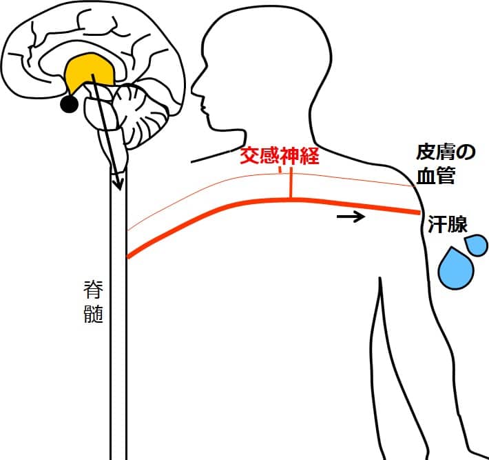汗腺に交感神経がつながる図