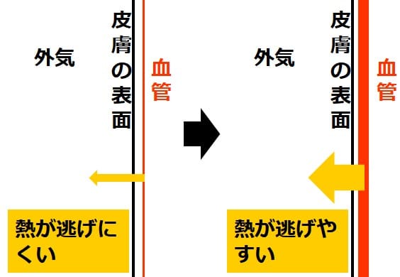 血管が太くなると熱が逃げやすいことを描いた図