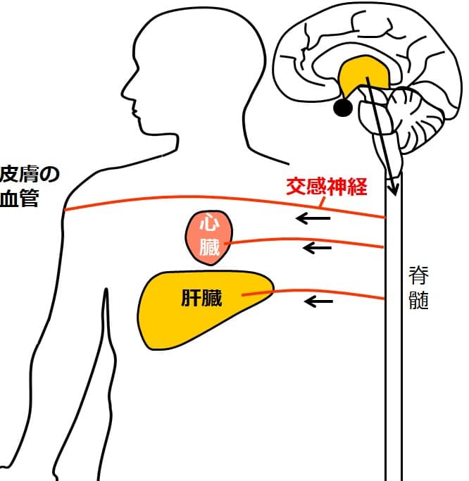 心臓に交感神経がつながる図