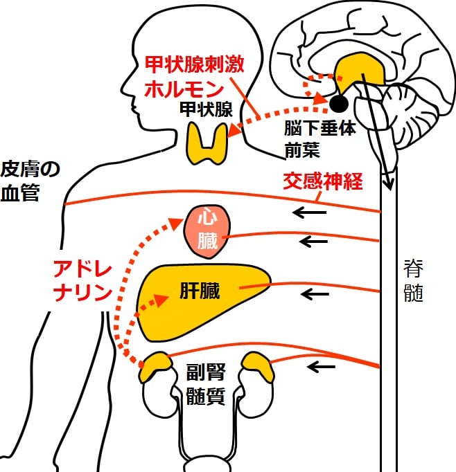 甲状腺刺激ホルモンが放出されいる図