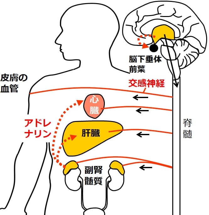 脳下垂体前葉に作用している図