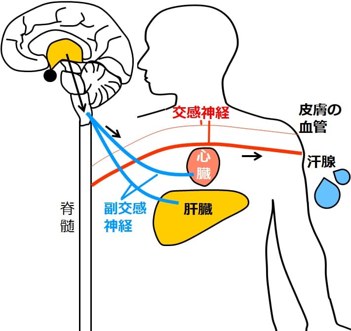 副交感神経が心臓と肝臓につながる図