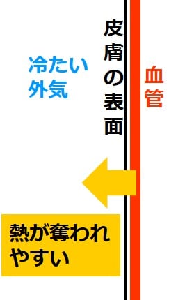 太い血管から熱が奪われる図