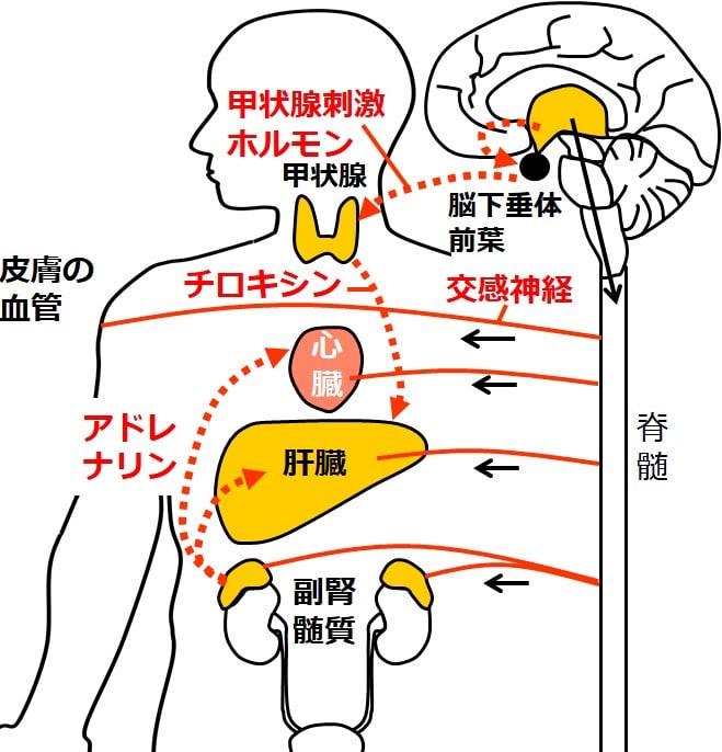 チロキシンが作用する図